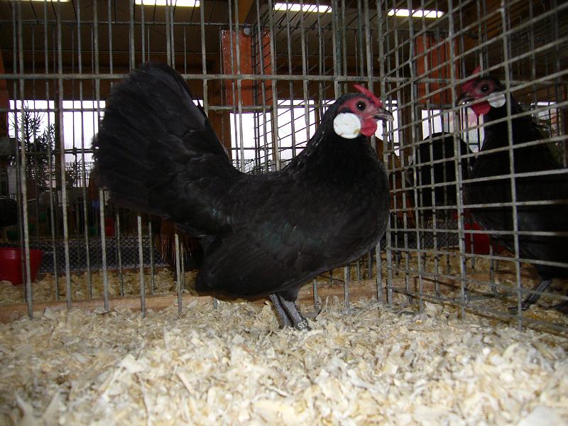 Kreisschau Coesfeld 2008 073.jpg - Bantam schwarz von Christoph Gerding Preis sg 94 Z